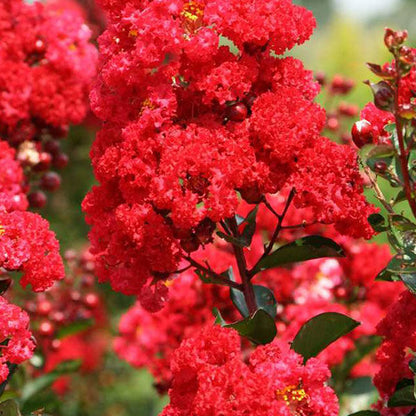Ruffled Red Magic Crape Myrtle