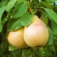 Pineapple pear fruit variety with golden yellow skin