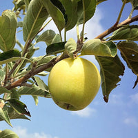 Dorsett Golden Apple Tree