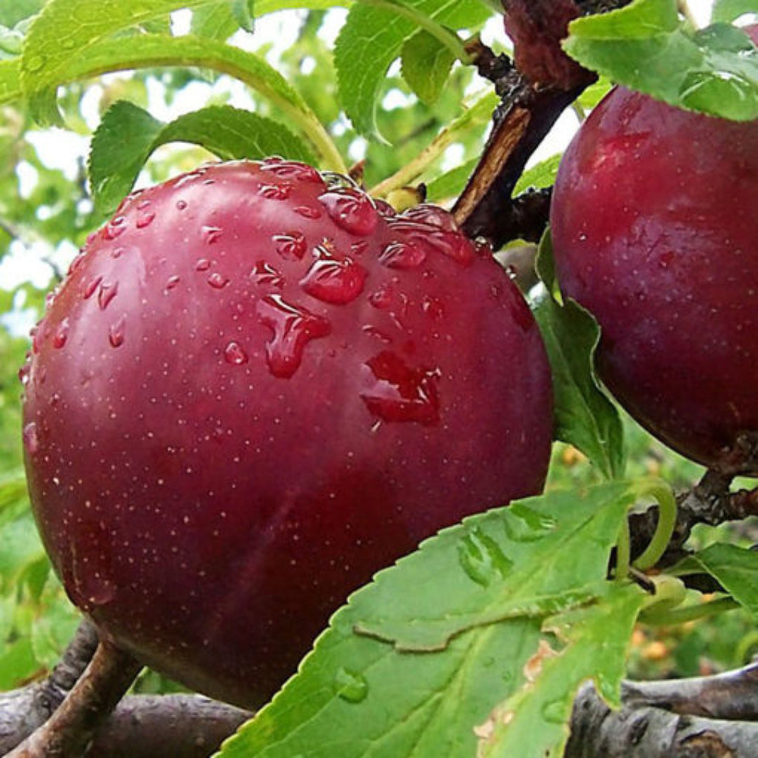 Bruce Plum Tree | Bruce Plum: A Sun-Loving, Hardy Delight with Wine-Red Beauty and Delectable Flavor!