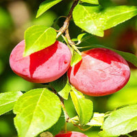 Au Rosa plum fruit close up
