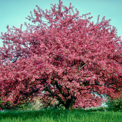 Robinson Crabapple