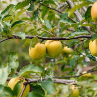 Ein Shemer Apple Tree