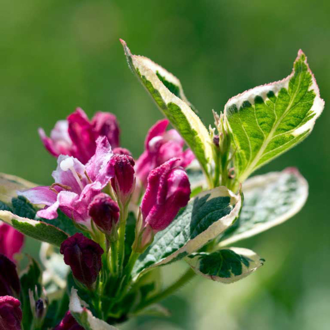 Variegated Weigela