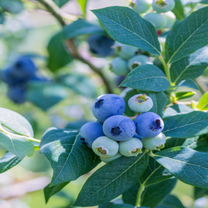 Vernon Blueberry Bush