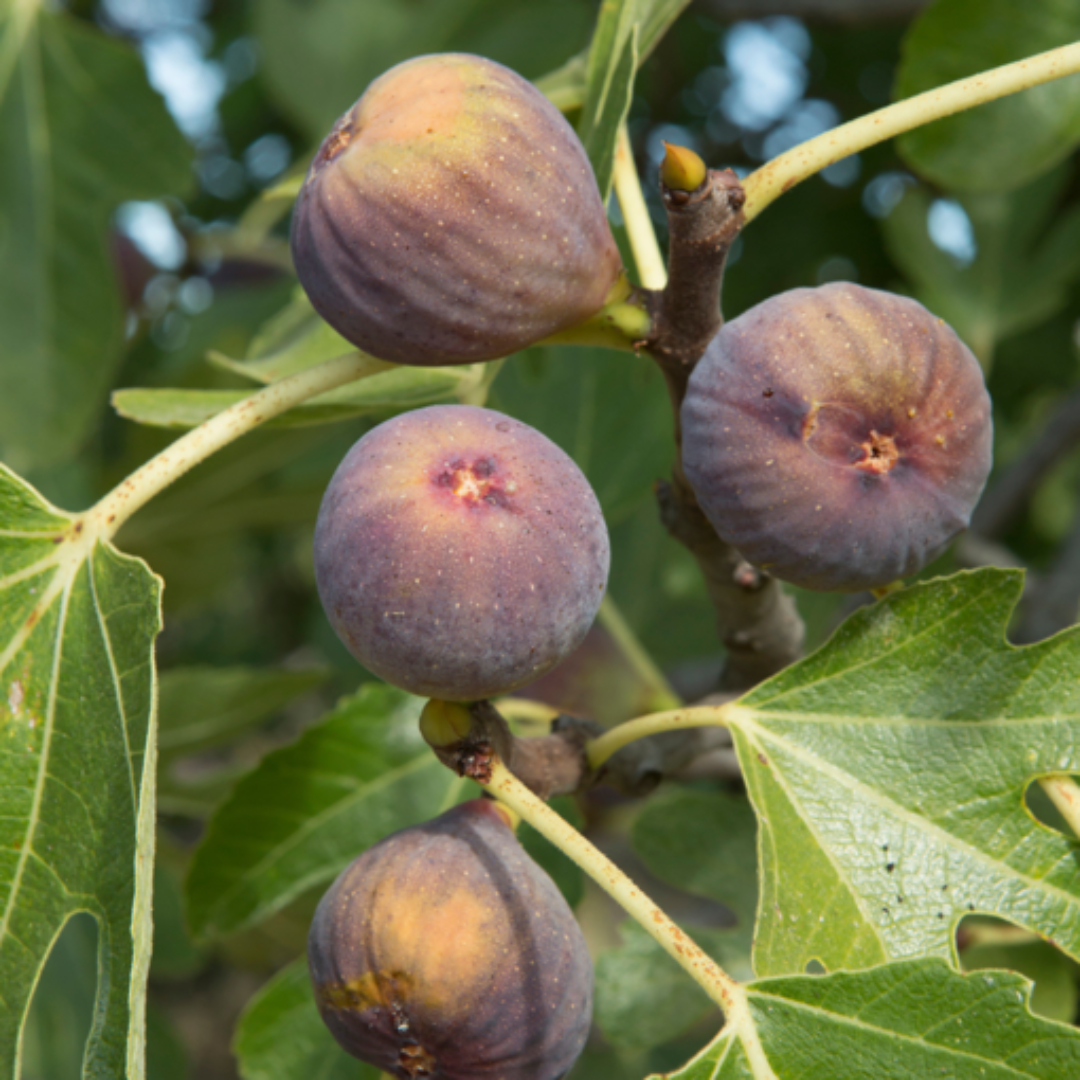 Olympian Fig Tree