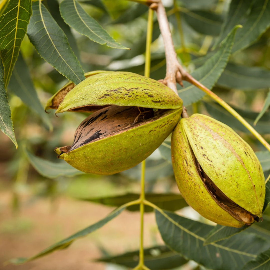 Ellis Pecan Tree