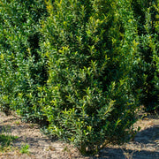 Needlepoint Holly Shrub