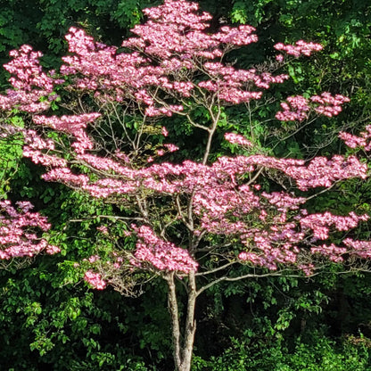 Pink Kousa Dogwood