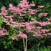 Cornus kousa pink flowering dogwood tree