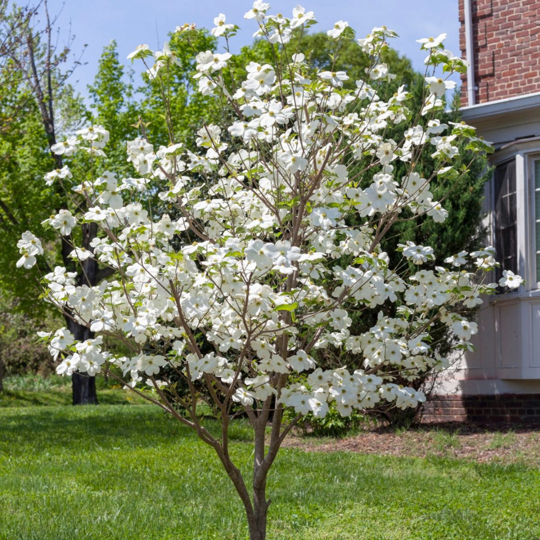 Appalachian Joy Dogwood