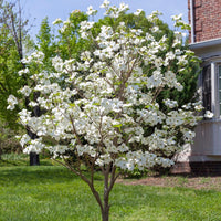 Close-up of Appalachian Joy Dogwood blooms