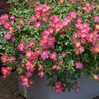Pink Drift Rose spreading with bright pink groundcover blooms