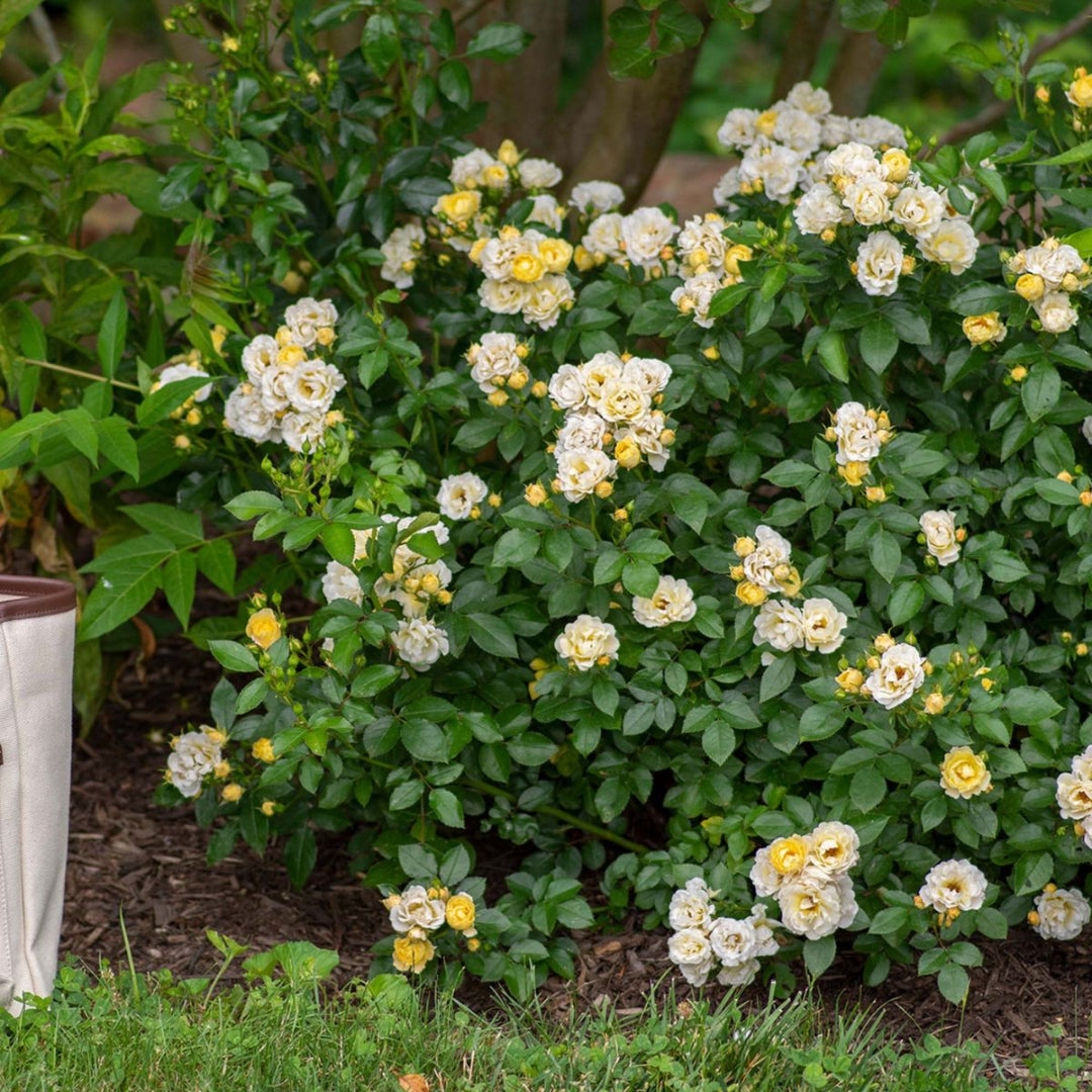 Popcorn Drift Rose