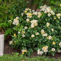 Mature Popcorn Drift Rose spreading across landscaped area