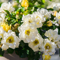 Low growing Popcorn Drift Rose brightens sunny landscape bed