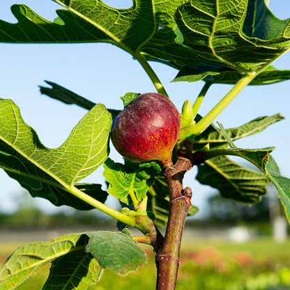 Chicago Hardy Fig Tree with ripening fruit in a garden