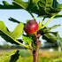 Chicago Hardy Fig Tree with ripening fruit in a garden