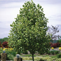 Tulip Poplar Tree