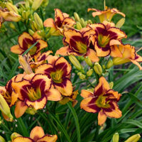 Hemerocallis Rainbow Rhythm 'Lake of Fire' - [EG]