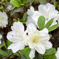 White evergreen azalea shrub in landscape