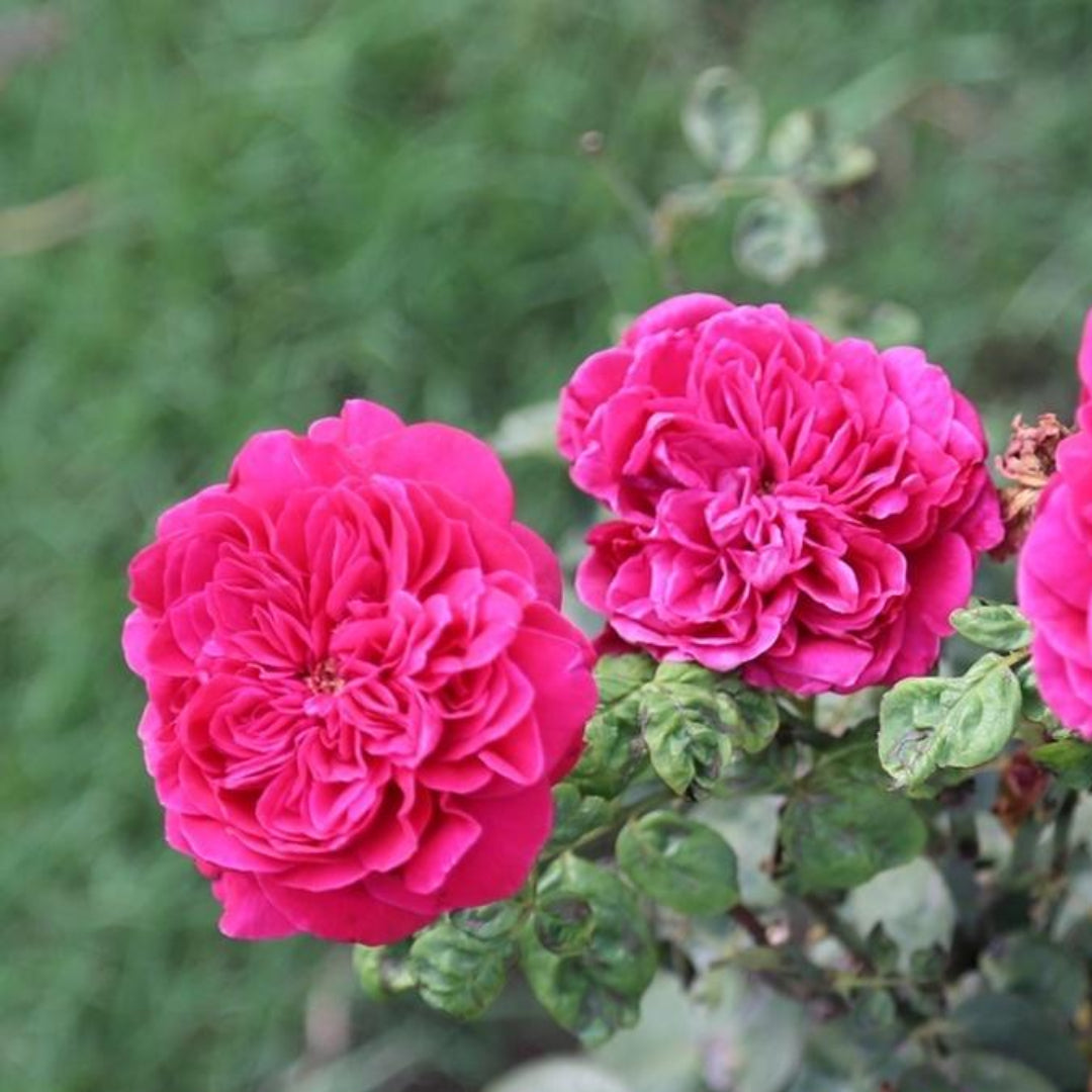 Rouge Royale Rose