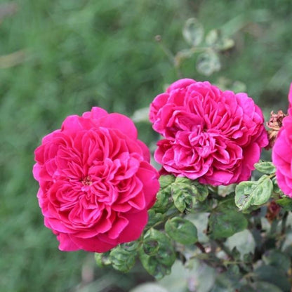 Rouge Royale Rose