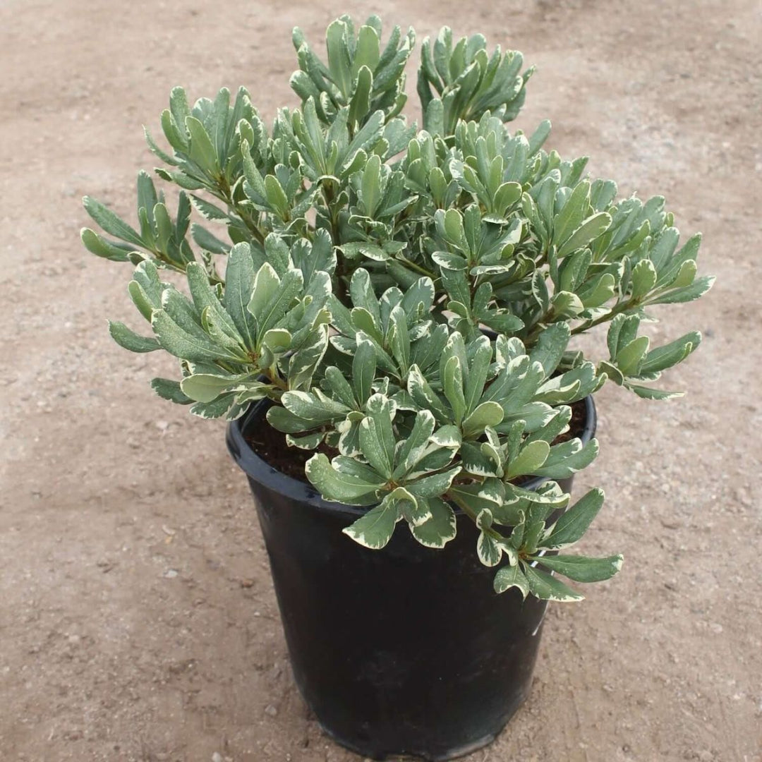 Variegated Pittosporum a.k.a. Japanese Mock Orange