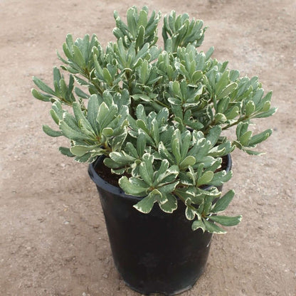 Variegated Pittosporum a.k.a. Japanese Mock Orange