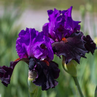 Iris germanica 'Sharp Dressed Man' (Dark Violet) - [EG]