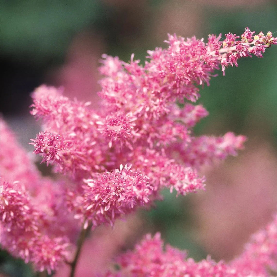 Astilbe X Arendsii Rheinland, False Spirea