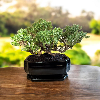 Bonsai tree in a black pot on a wooden surface with a blurred green background