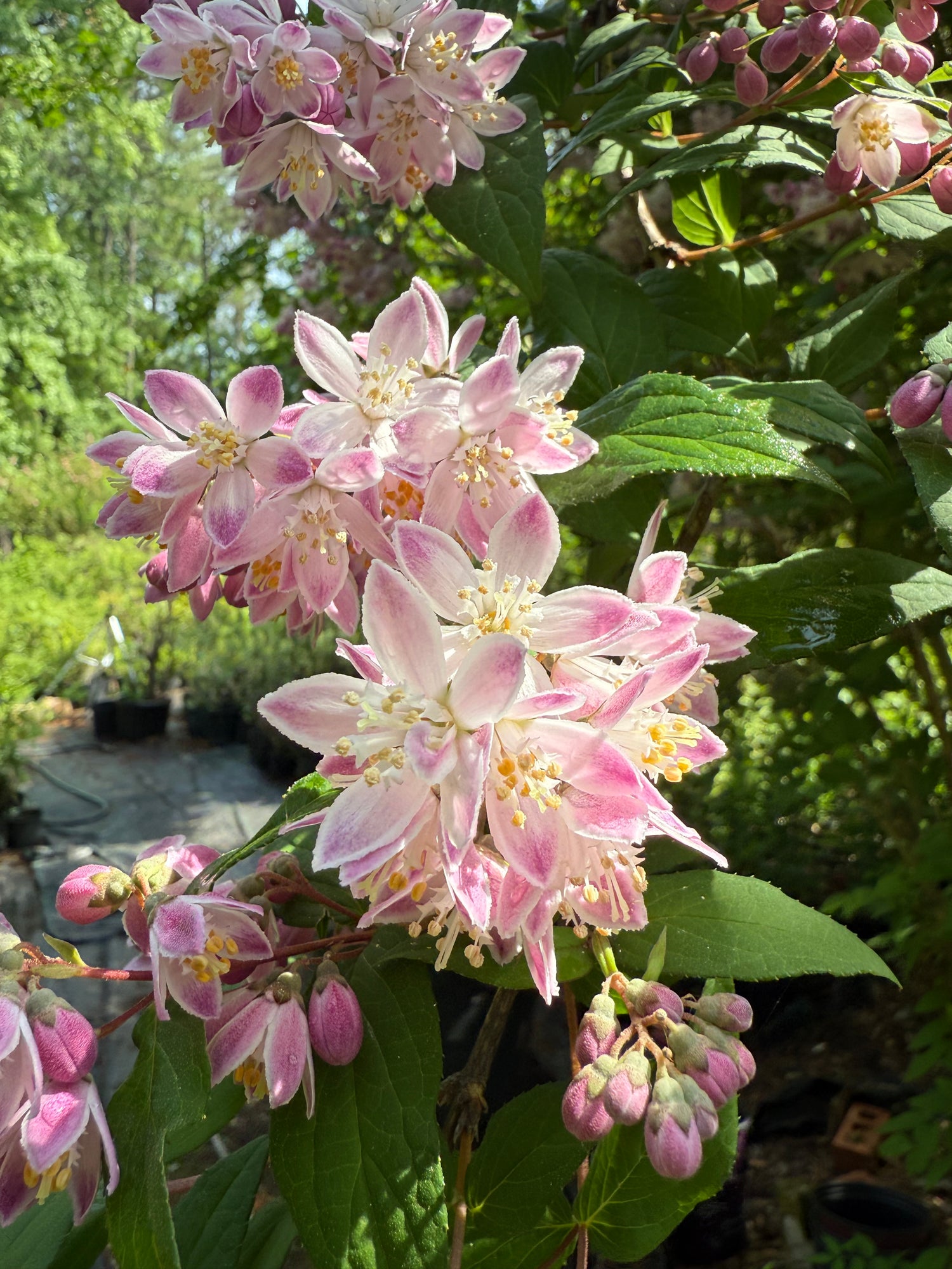 Pink Magicien Deutzia