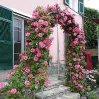 Zephirine Drouhin Rose