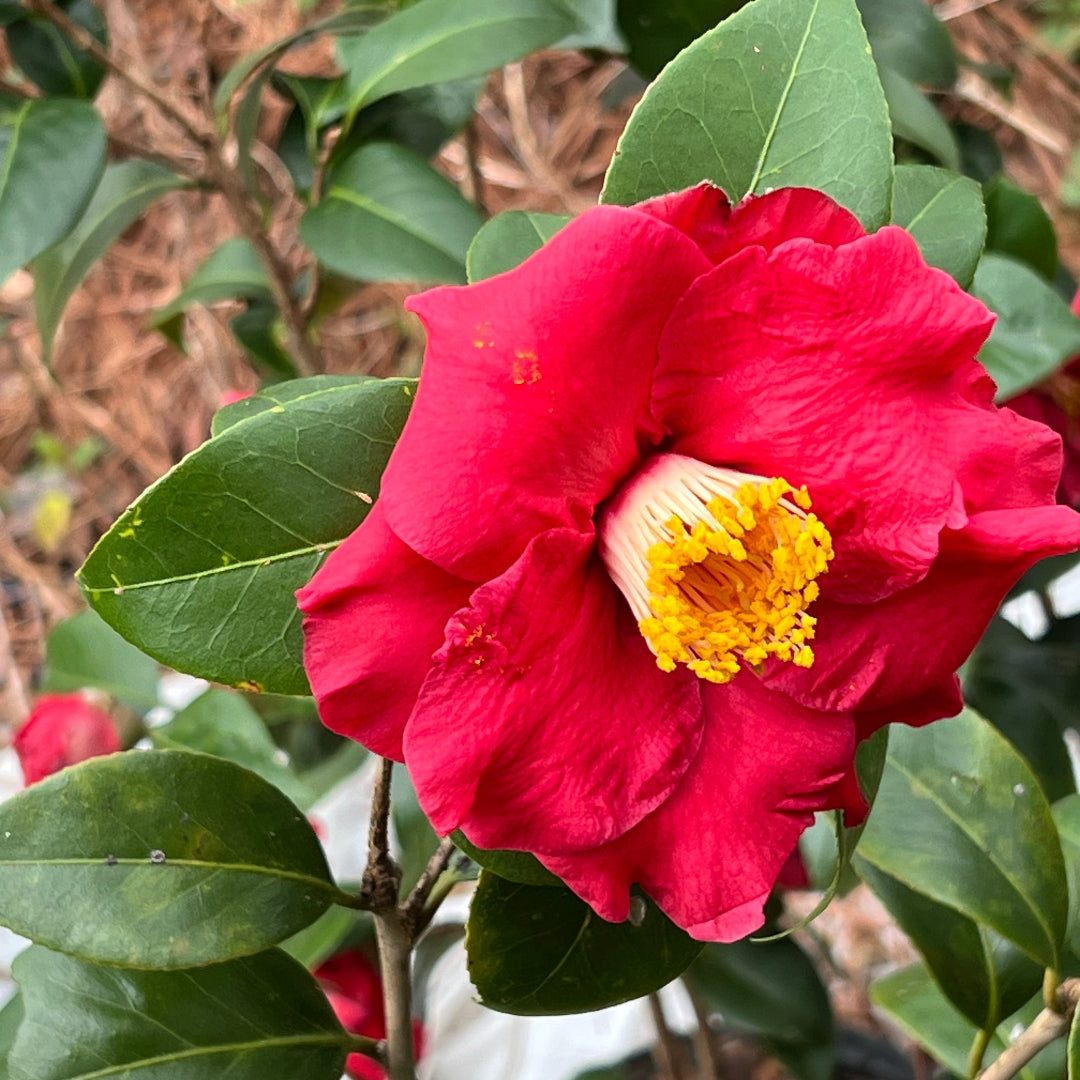 Camellia Dr J.C. Raulston