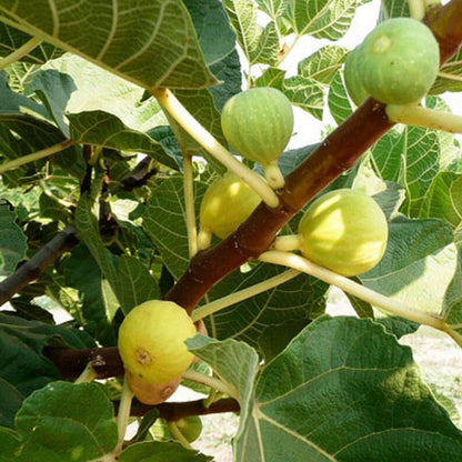 Kadota Fig Tree