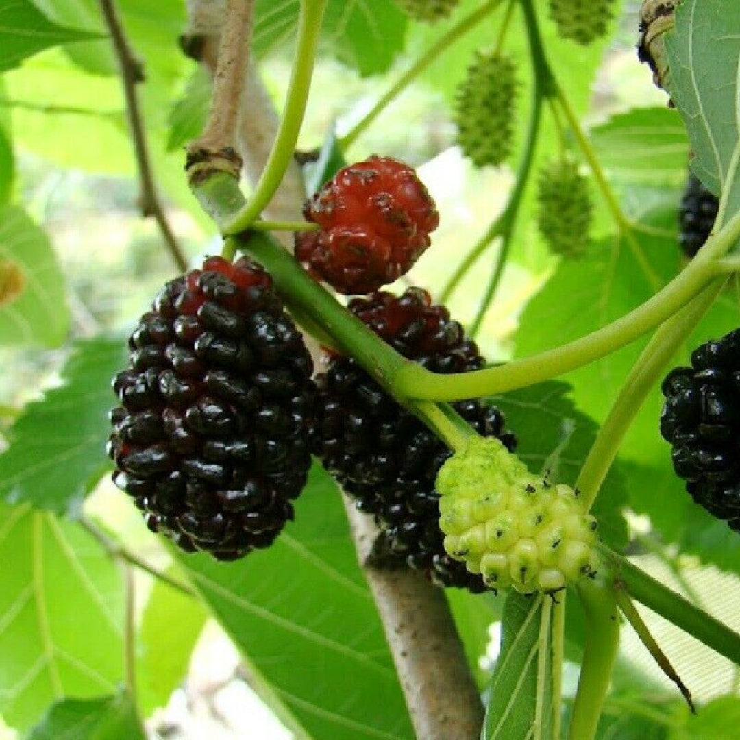 Persian Mulberry Tree