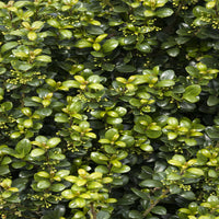 Steeds Japanese Holly