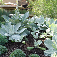 Lamb's Ear