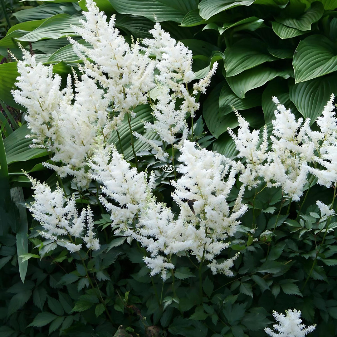 Astilbe X Arendsii Gladstone, False Spirea