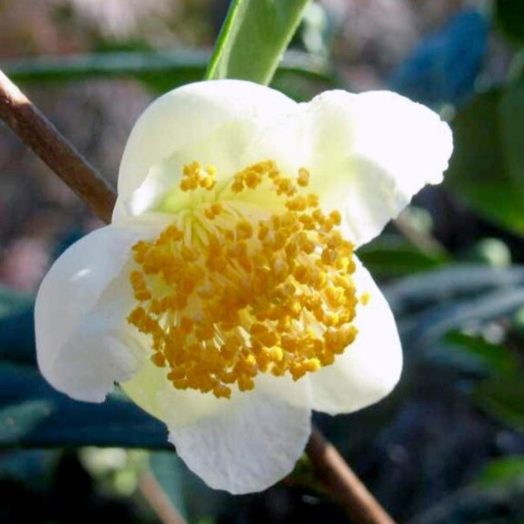 Small Leaf Tea Plant