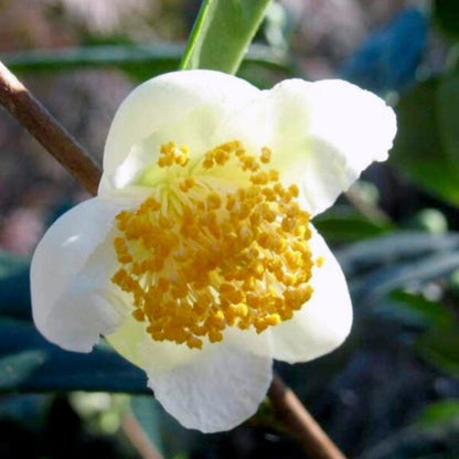 Small Leaf Tea Plant