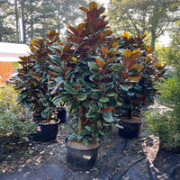 Evergreen Teddy Bear Magnolia Tree in Garden Bed