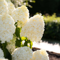 Close-up of Living Summer Snow Hydrangea flowers showing creamy white petals and green leaves