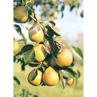 Baldwin Pear Tree