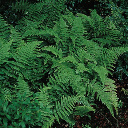 Dennstaedtia Punctilobula Hay Scented Fern