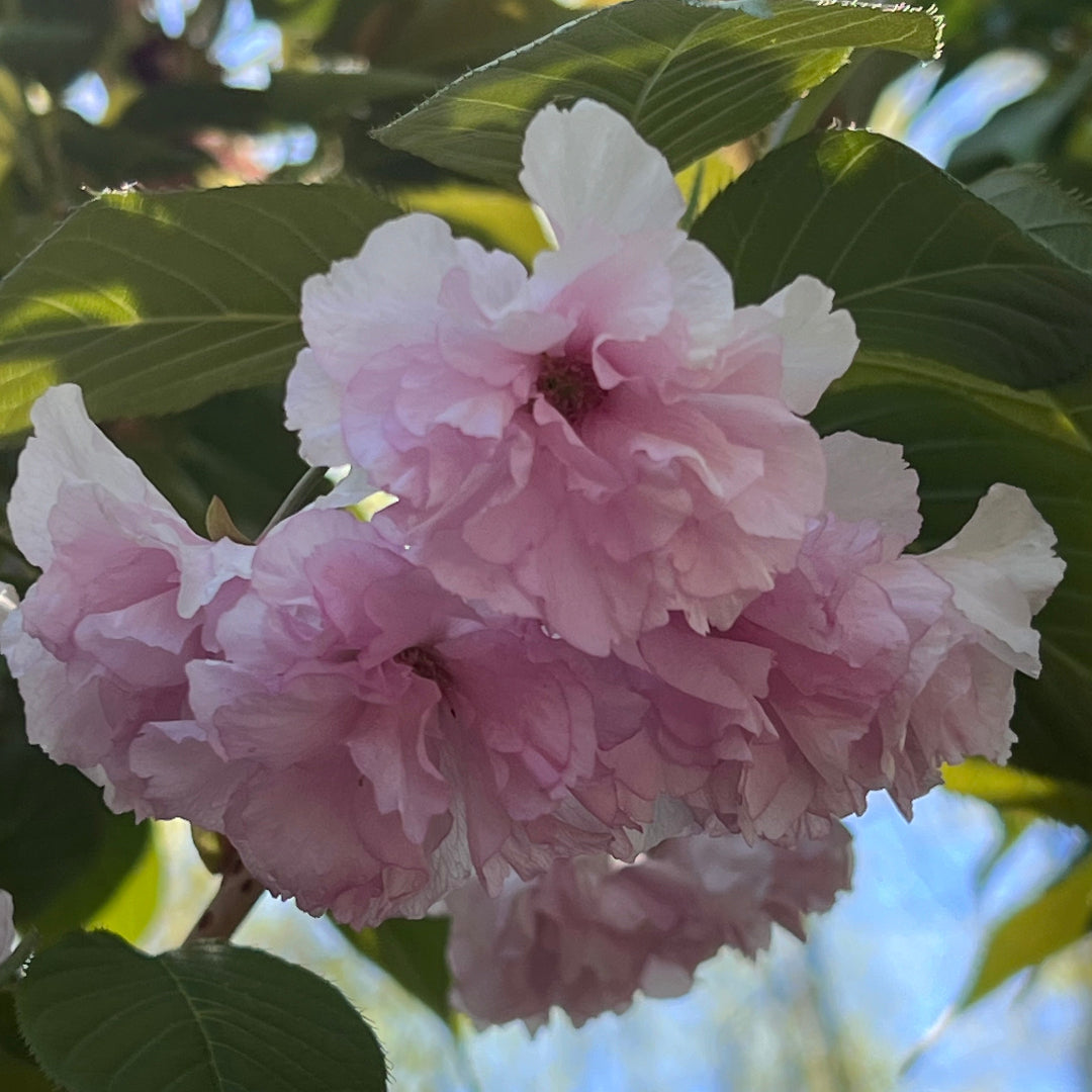 Kwanzan Cherry Tree