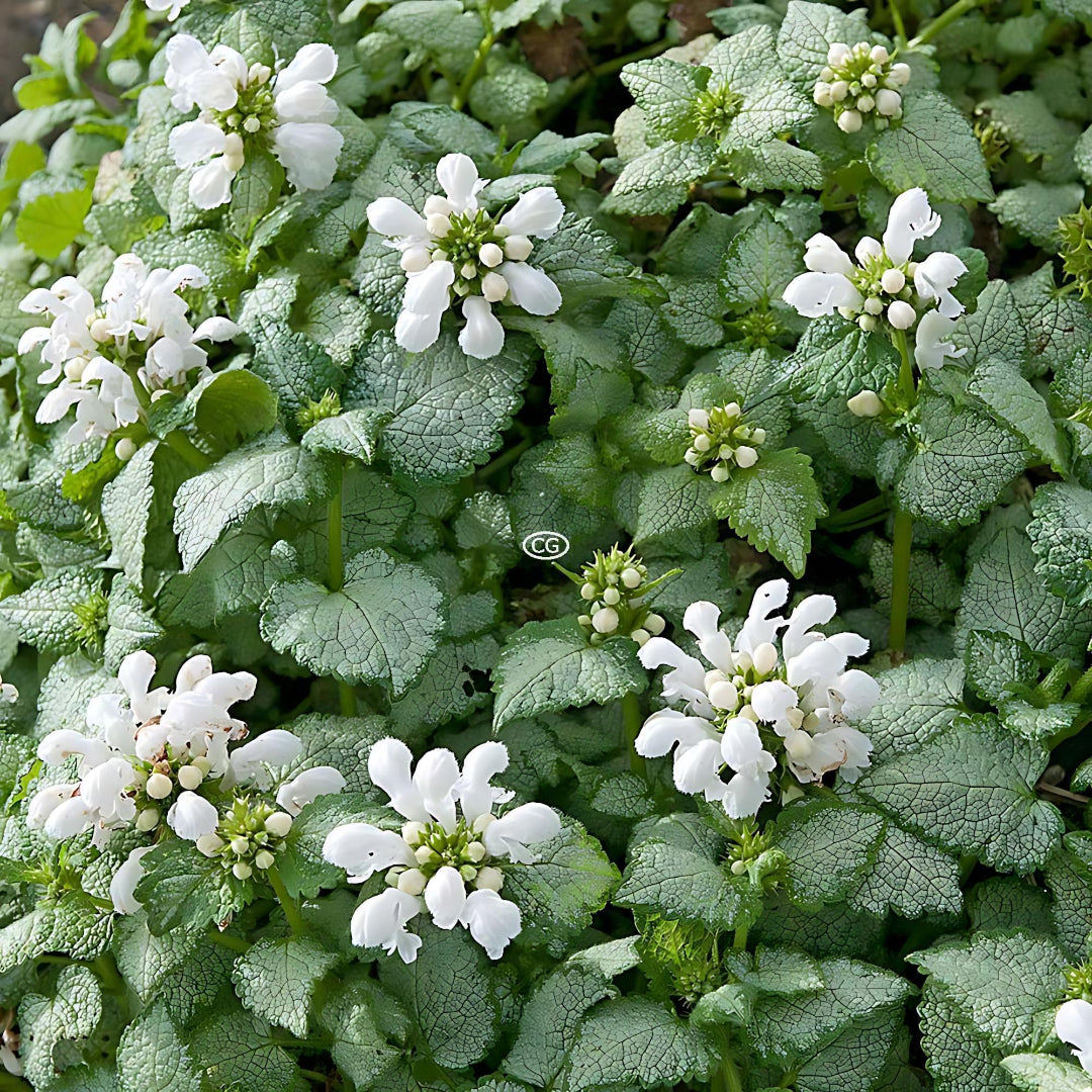 Lamium maculatum &