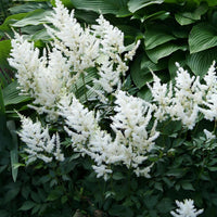 Astilbe Deutschland white perennial plant
