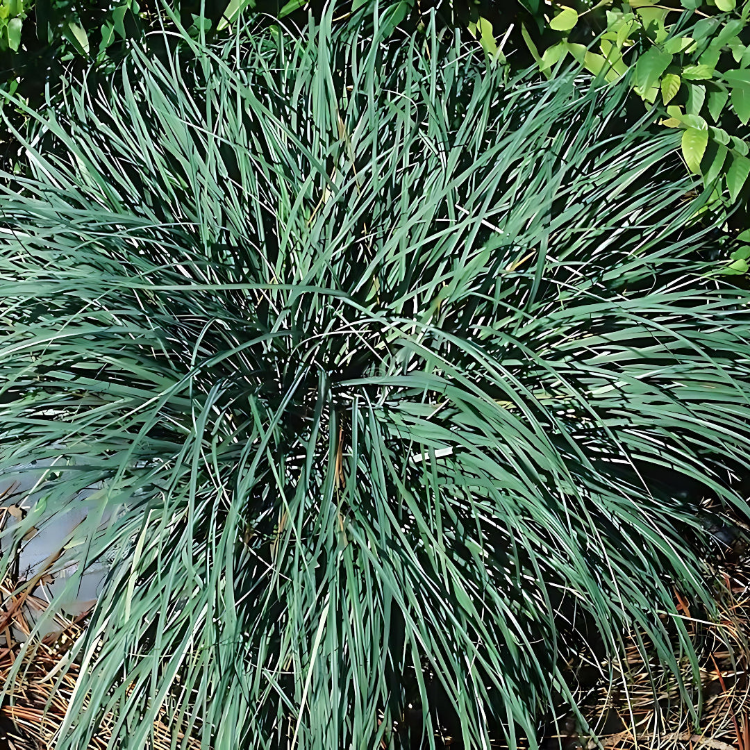 Carex Flacca (A.K.A Glauca)